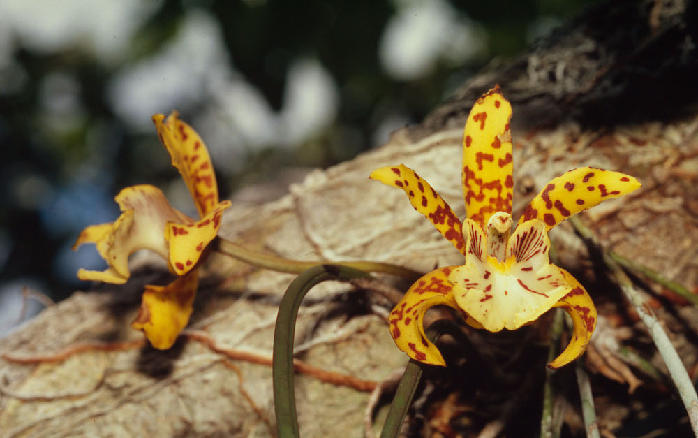 Orchids (Orchidaceae fam.); Jaú National Park, Amazonas, Brazil